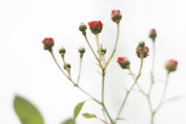Kleine Rote Rose Sommer Gsrden Nahaufnahme — Stockfoto