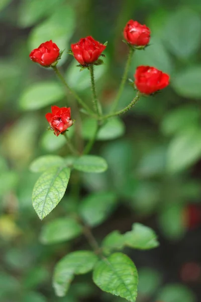 Small Red Rose Summer Gsrden Close — Stock Photo, Image