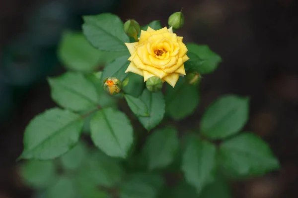 Yellow Rose Blooming Summer Garden — Stock Photo, Image