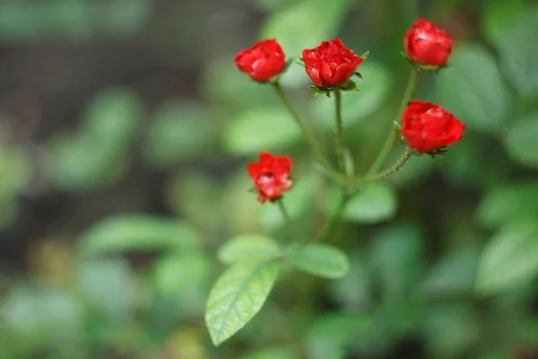 Small Red Rose Summer Gsrden Close — Stock Photo, Image