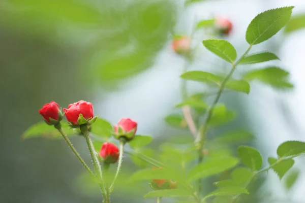 Маленькая Красная Роза Летом Крупным Планом — стоковое фото