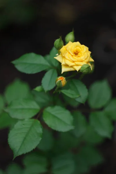 Gelbe Rose Blüht Sommergarten — Stockfoto