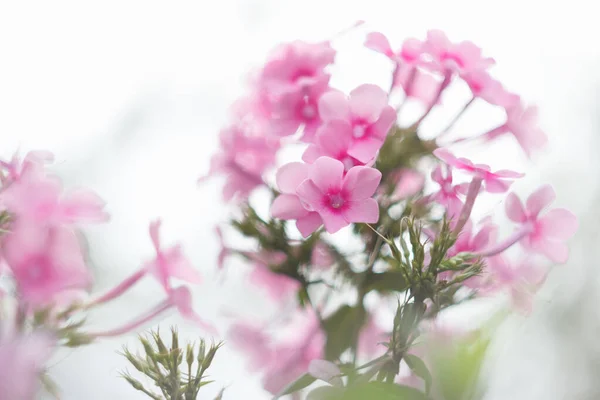 Pinkfarbene Phloxe Die Sommergarten Blühen Aus Nächster Nähe — Stockfoto