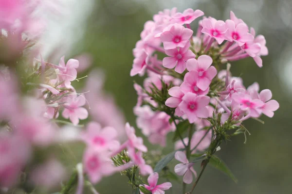 Розовые Флоксы Кусающиеся Летнем Саду Закрываются — стоковое фото