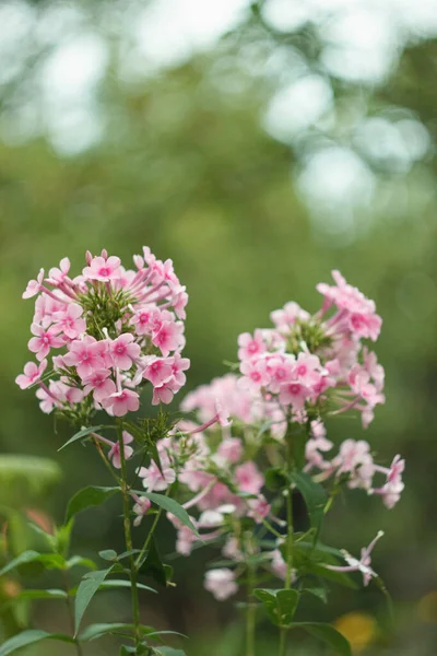 Pinkfarbene Phloxe Die Sommergarten Blühen Aus Nächster Nähe — Stockfoto