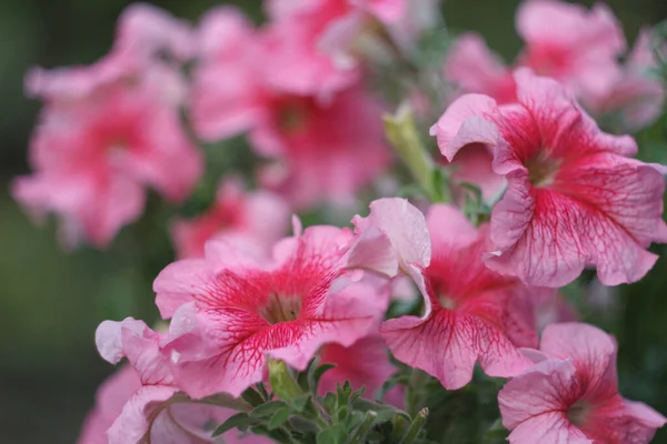 Цветки Розовой Петунии Крупным Планом — стоковое фото