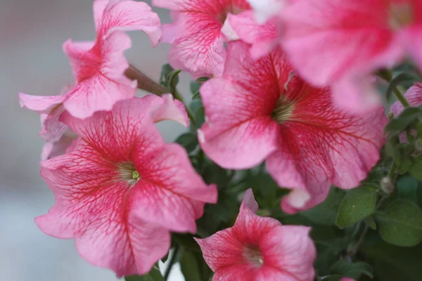 Roze Petunia Bloemen Close — Stockfoto