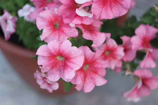 Roze Petunia Bloemen Close — Stockfoto