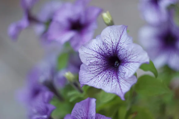 Paarse Petunia Bloemen Close — Stockfoto