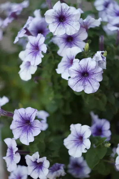 Paarse Petunia Bloemen Close — Stockfoto