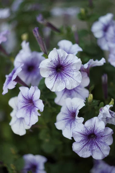 Paarse Petunia Bloemen Close — Stockfoto