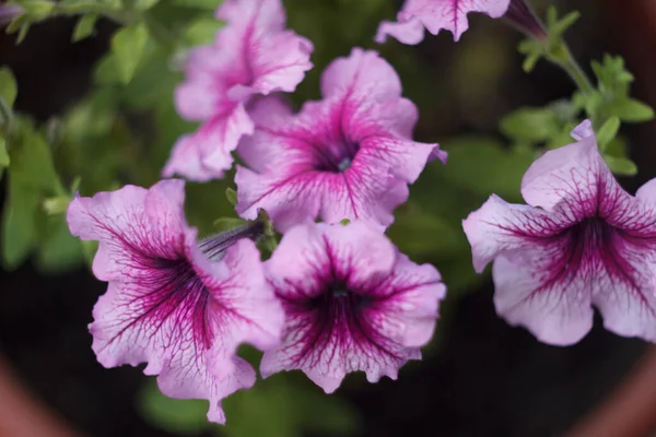 Roze Petunia Bloemen Close — Stockfoto