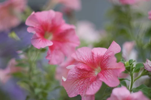 Цветки Розовой Петунии Крупным Планом — стоковое фото
