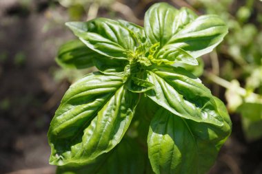 Bahçede yeşil fesleğen, yakın plan.