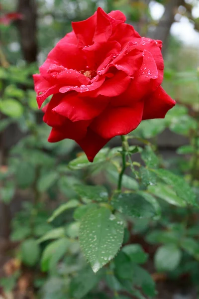 Belle Rose Rouge Dans Jardin Après Pluie — Photo