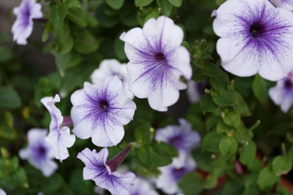 Paarse Petunia Bloemen Tuin Close — Stockfoto