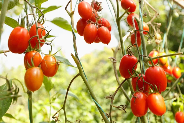 Ripe Tomatoes Growing Branch Garden — Stock Photo, Image