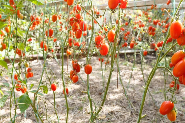 完熟トマトの庭の枝に成長 — ストック写真