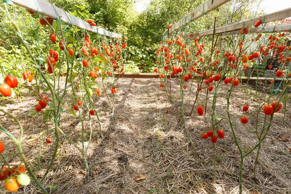 完熟トマトの庭の枝に成長 — ストック写真