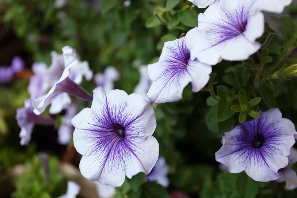 Paarse Petunia Bloemen Tuin Close — Stockfoto