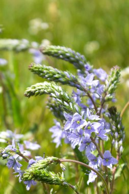 tarlada mor çiçekler