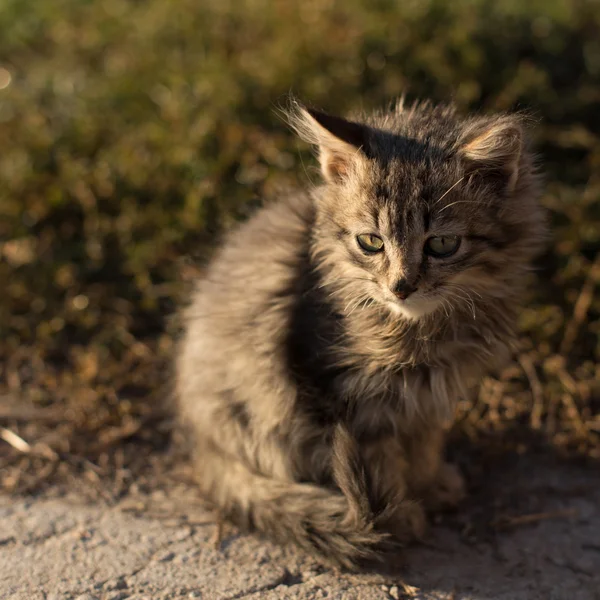 Küçük tüylü gri kedi — Stok fotoğraf