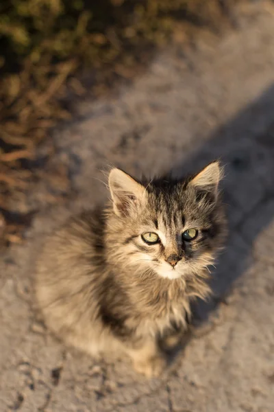 Kleines flauschiges graues Kätzchen, das von unten nach oben schaut — Stockfoto