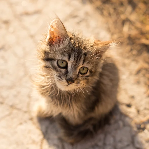 Kleine Katze mit grünen Augen — Stockfoto