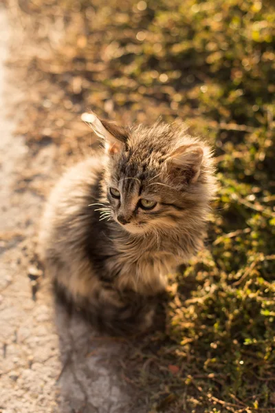 Mały szary kot w pobliżu trawy — Zdjęcie stockowe