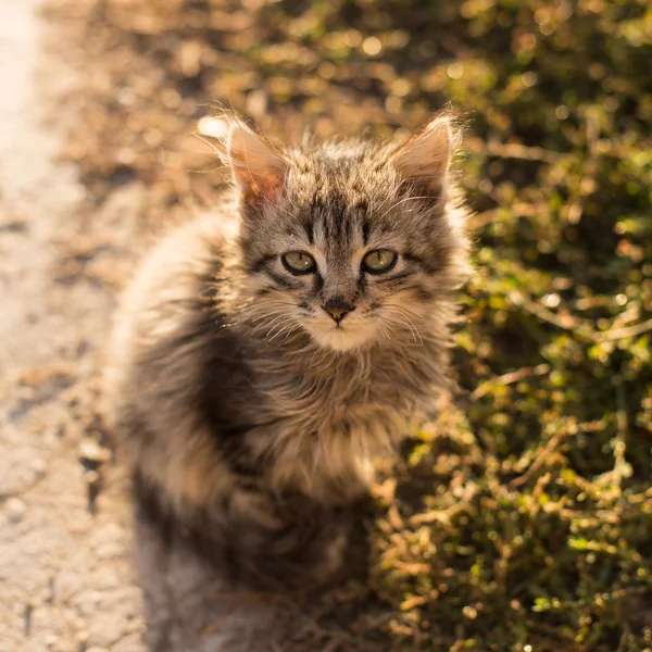 Yerdeki küçük gri kedi — Stok fotoğraf