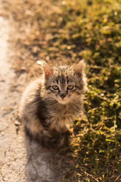 Μικρή γάτα με τα πράσινα μάτια — Φωτογραφία Αρχείου
