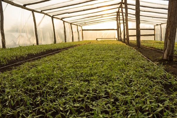 Serres potagères avec jeunes plants de tomates — Photo