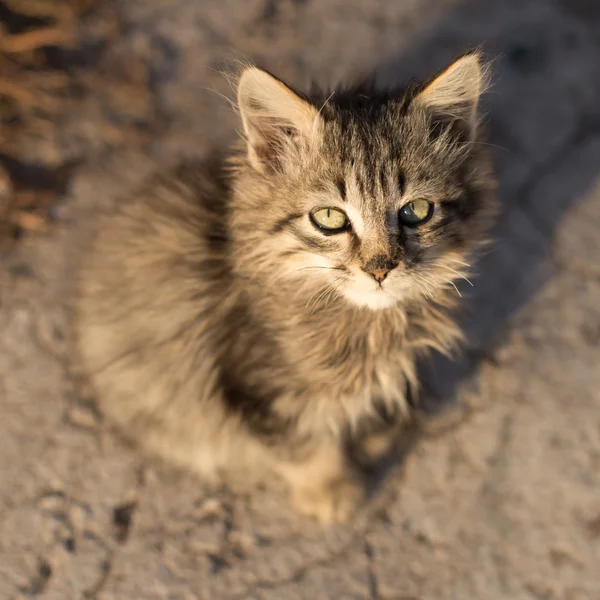 Little fluffy gray kitten looking up Royalty Free Stock Images