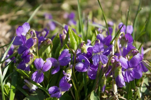 Crimea Frühling lila Blumen — Stockfoto