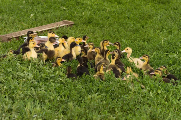 Grupp små gula ankungar — Stockfoto