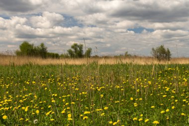 Sarı dandelions ile çayır.