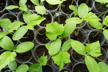 Salatalık bitki fide