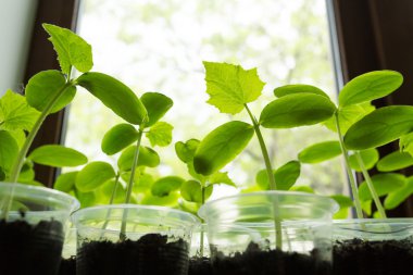 Salatalık bitki fide