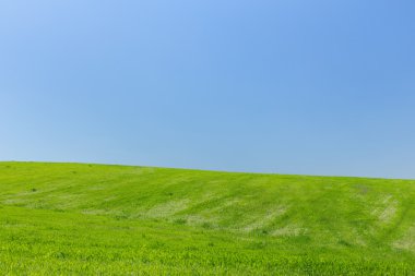 Buğday alan arka plan mavi gökyüzü üzerinde