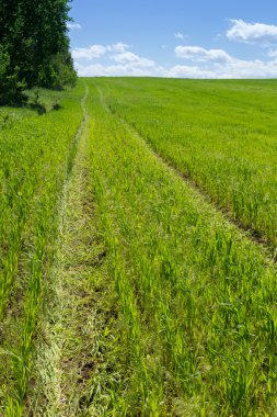 Direksiyonda buğday alanı yazdırma