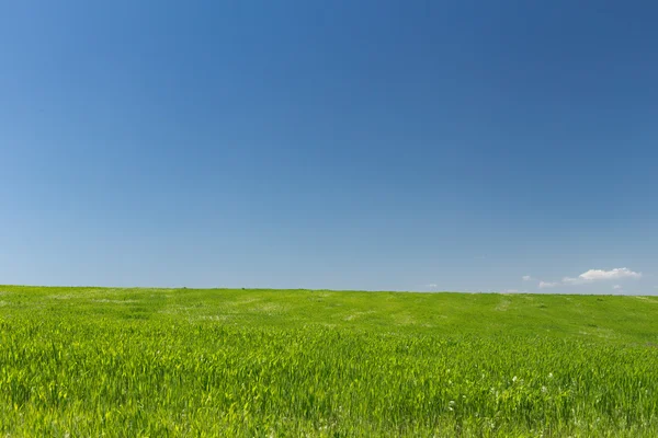 Vete fält på en bakgrund av blå himmel — Stockfoto