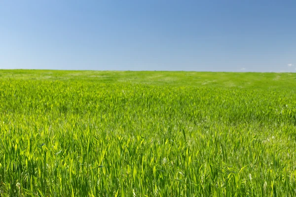 Vete fält på en bakgrund av blå himmel — Stockfoto