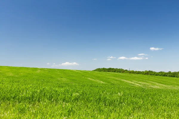 Pšeničné pole na pozadí modré oblohy — Stock fotografie