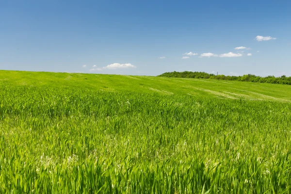 Vete fält på en bakgrund av blå himmel — Stockfoto