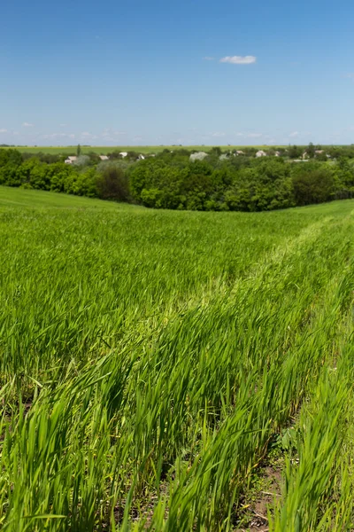 Vete fält på en bakgrund av blå himmel — Stockfoto