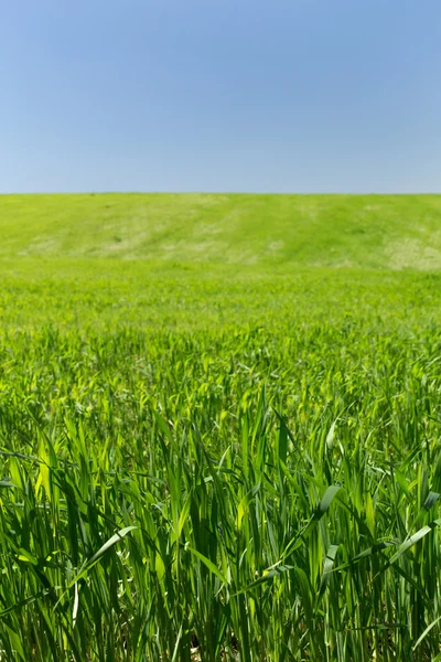 Vete fält på en bakgrund av blå himmel — Stockfoto