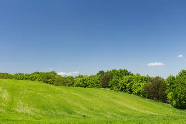 Ung grön vete fält — Stockfoto