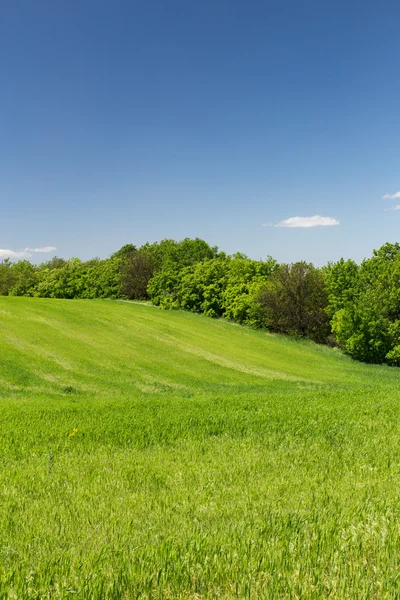 Giovane campo di grano verde — Foto Stock