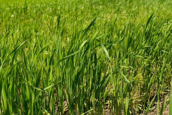 Green fresh young wheat close up — Stock Photo, Image