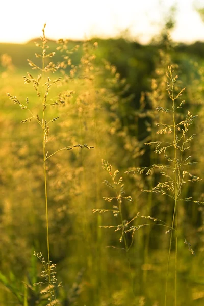 Zlatá divoká tráva na západ slunce v podsvícení — Stock fotografie